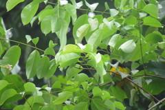 Icterus nigrogularis