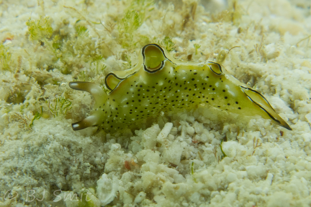 Tri-banded Taco Slug
