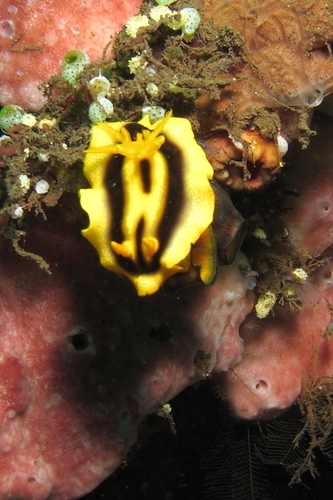 Chromodoris joshi
