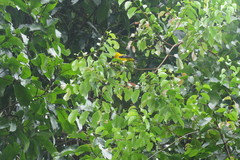 Icterus nigrogularis