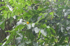 Icterus nigrogularis