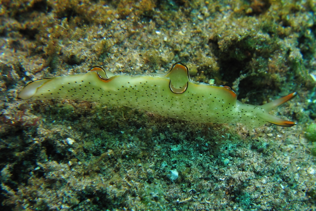 Tri-banded Taco Slug