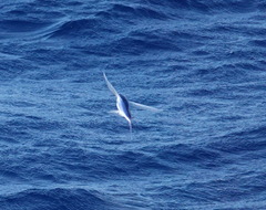Exocoetidae