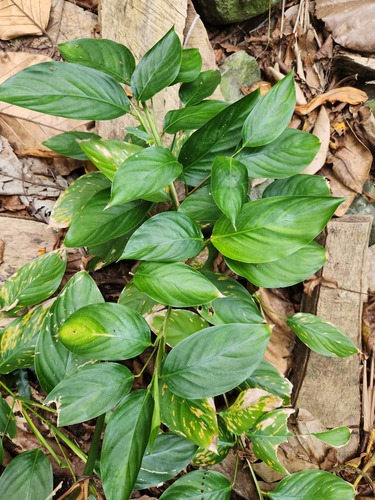 Donax canniformis (Donax canniformis)