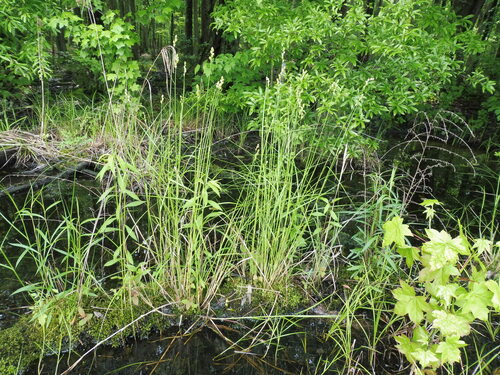 Image of Carex alata by no rights reserved