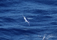 Exocoetidae