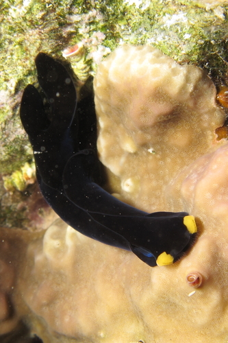 Yellow Lip Shield Slug