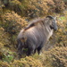 Himalayan Tahr - Photo (c) adachao, some rights reserved (CC BY-NC-ND), uploaded by adachao