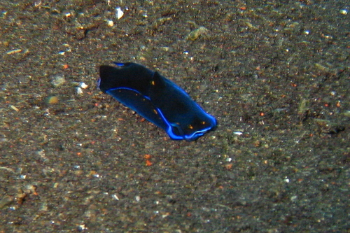 Aglajidae