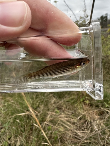 Lined topminnow (Fundulus lineolatus) — Fundulidae — 5