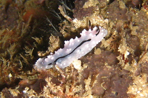 Phyllidiidae