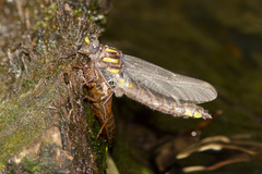 Hylogomphus apomyius