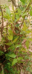 Azadirachta indica image