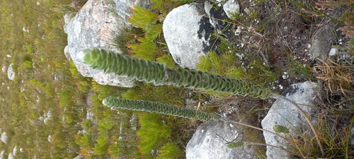 Image of Liparia vestita by (c) Adele SL, some rights reserved (CC BY)