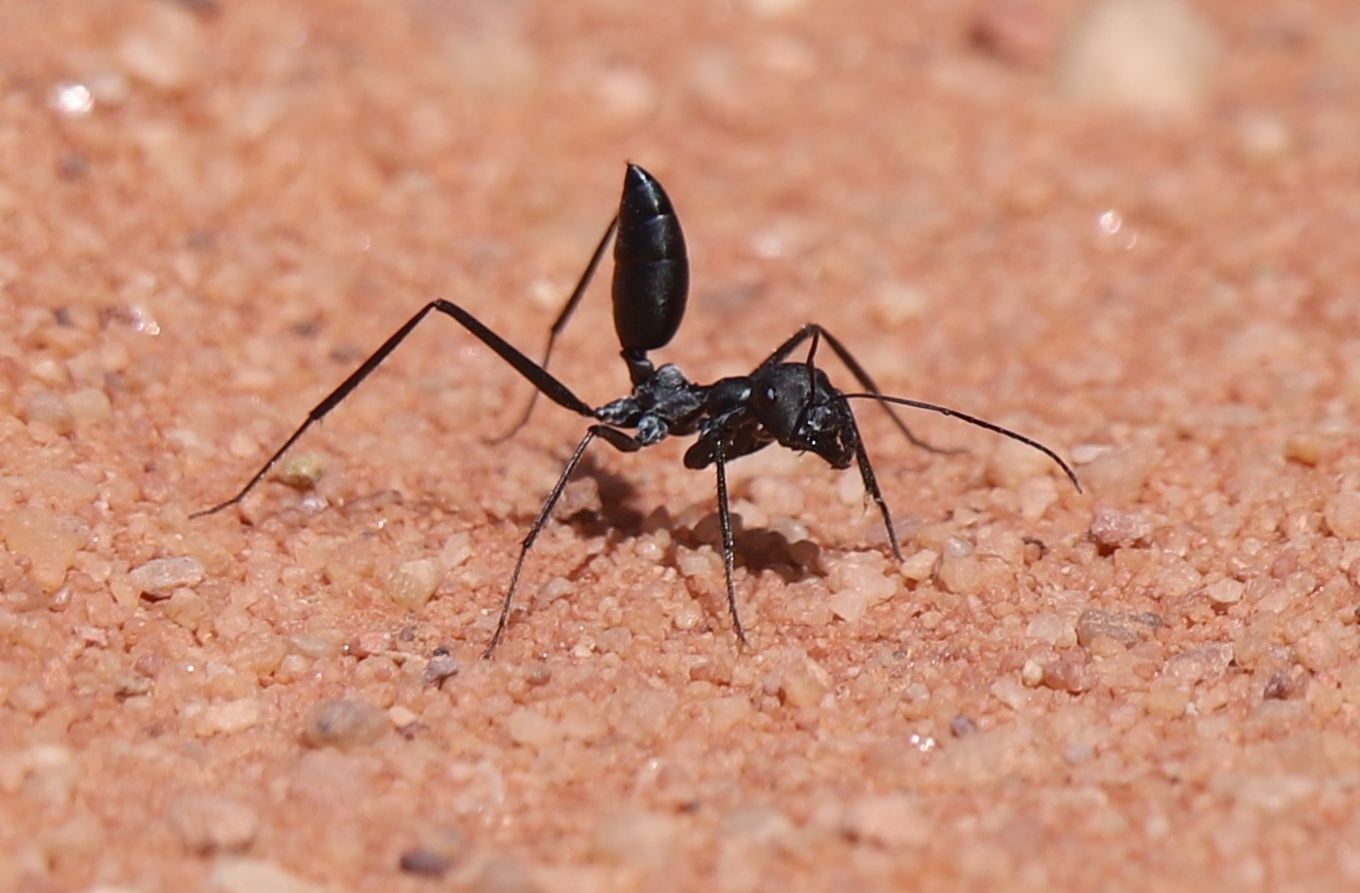 Cataglyphis holgerseni