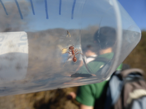 iNaturalist observation photo of Typical American Harvester Ants