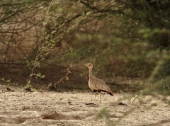 Savile's Bustard photo 4
