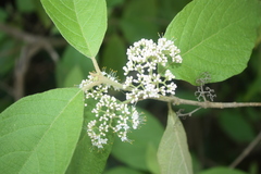 Callicarpa acuminata