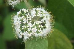 Callicarpa acuminata