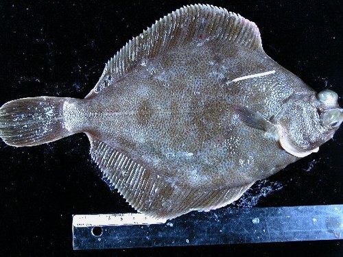 Pleuronichthys