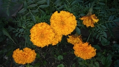 Tagetes erecta