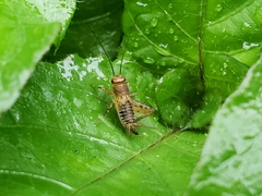 Neonemobius mormonius