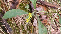 Solidago ulmifolia ulmifolia