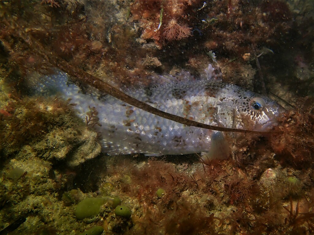 Brownspotted Wrasse from South Cottesloe Sponge Gardens, Perth WA ...