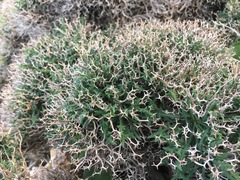 Launaea cervicornis