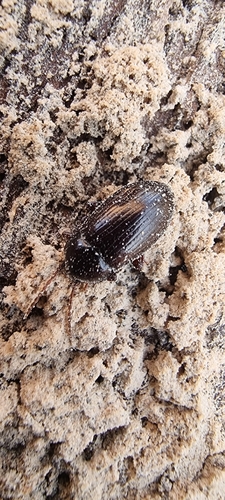 Nalassus laevioctostriatus, 6704 Wageningen, Netherlands, photo 8 of 10