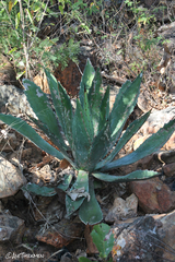Agave maximiliana