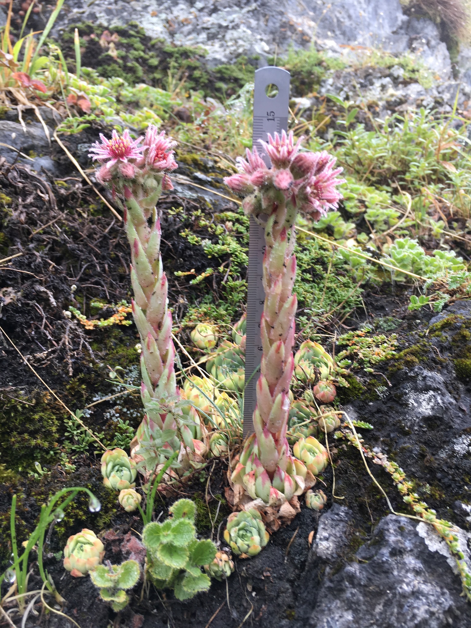 Sempervivum 'Mahogany' 3