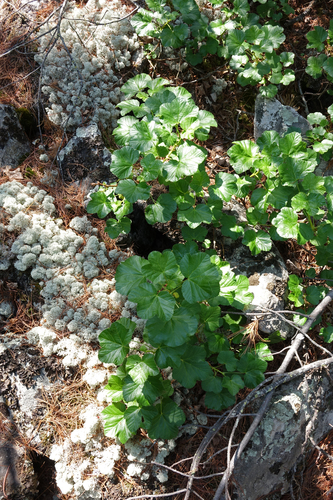 Ribes fragrans (Ribes fragrans)