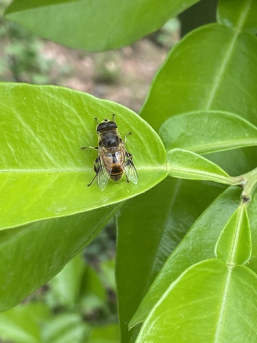 Common Drone Fly