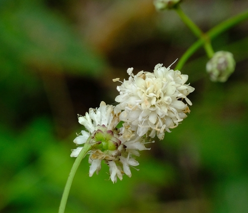 Cephalaria katangensis