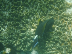 Acanthurus nigricauda