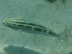 Scolopsis lineata