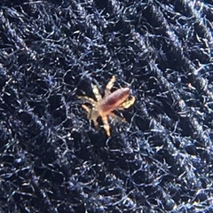 Pediculus humanus capitis