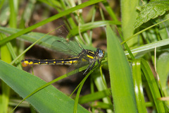 Hylogomphus apomyius