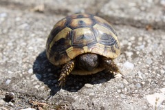 Testudo hermanni boettgeri