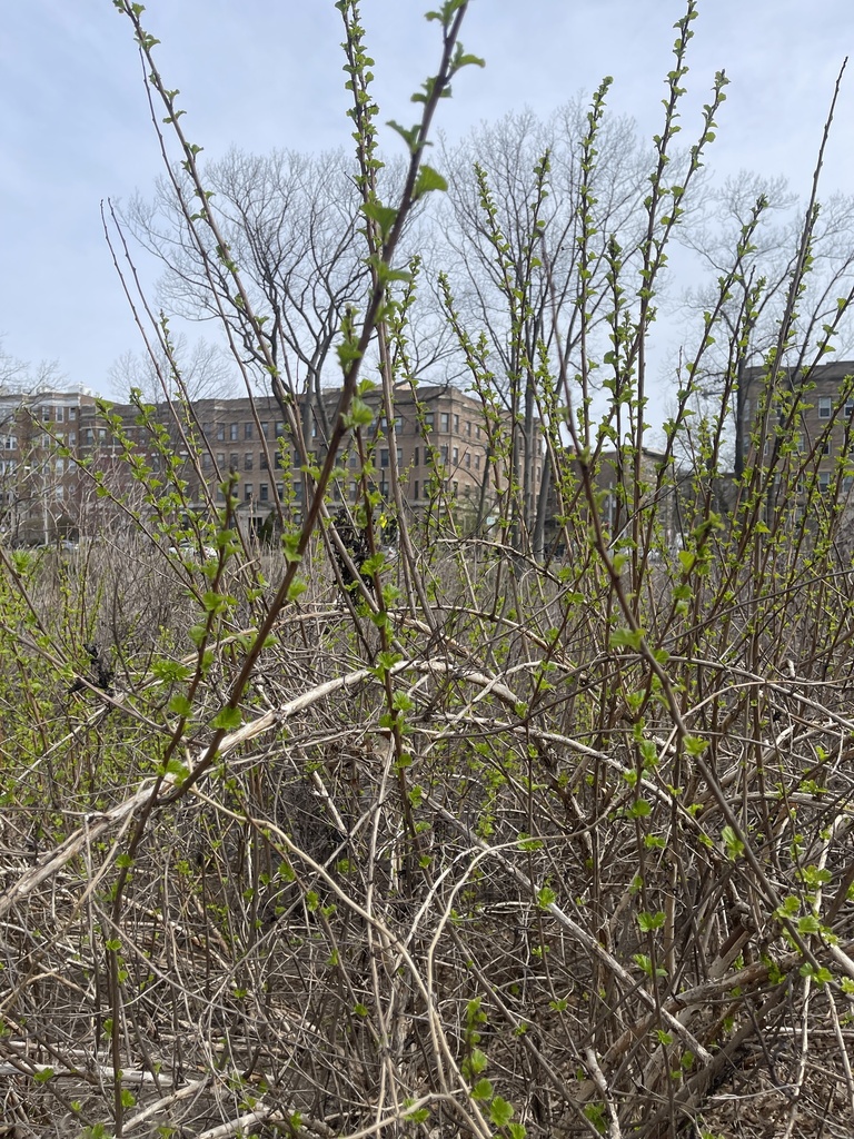 Japanese barberry from Back Bay Fens, Boston, MA, US on April 12, 2023 ...