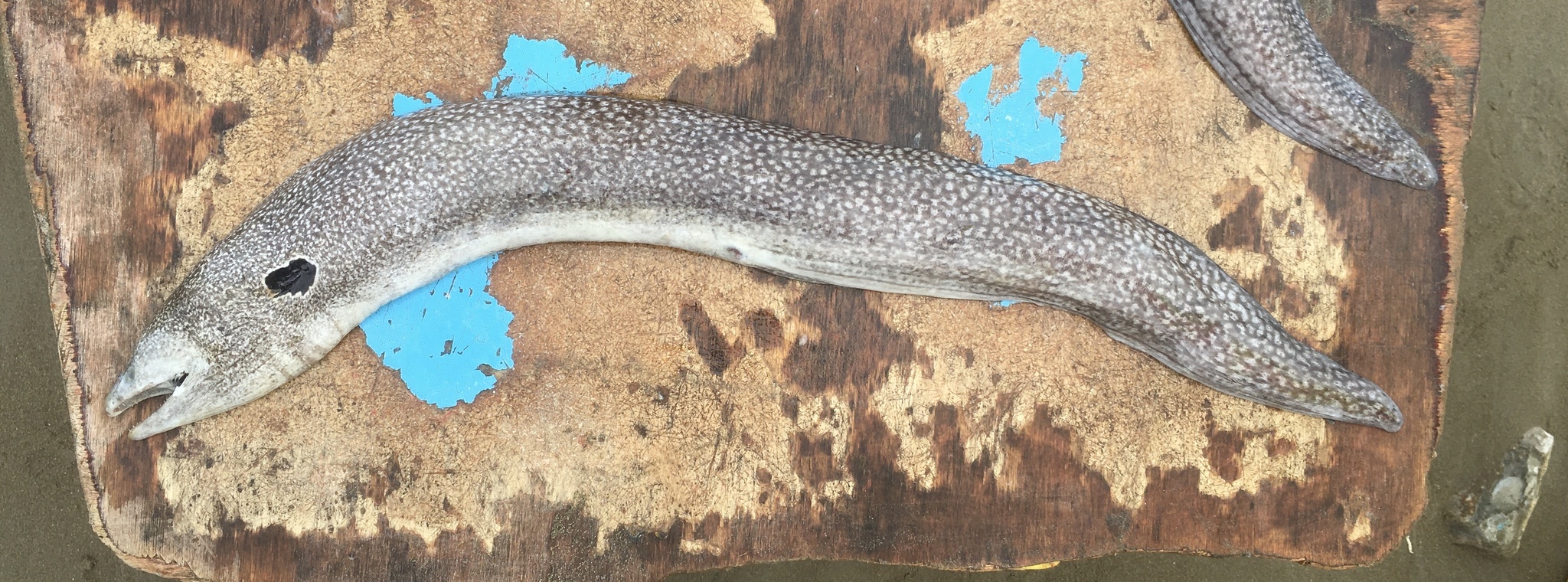 Muraena clepsydra Gilbert, 1898