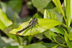 Hylogomphus apomyius