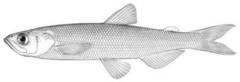 Night Smelt photo 3