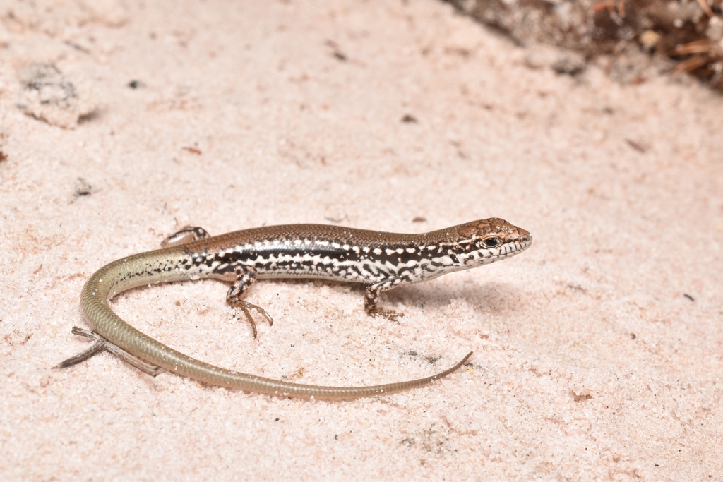 Jewelled South-West Ctenotus