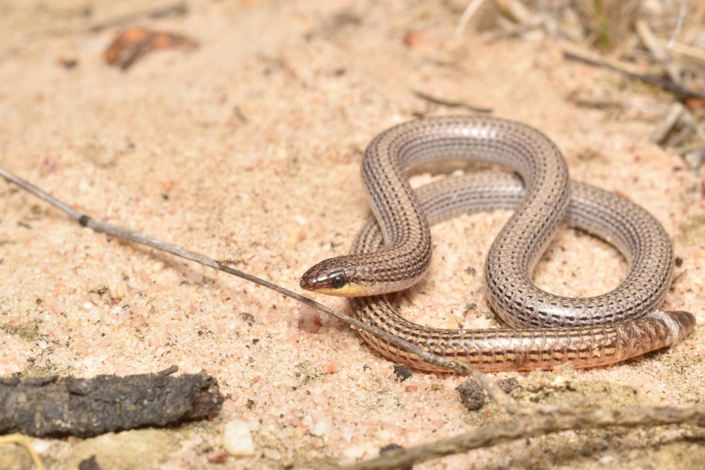Sedgelands Worm-Lizard