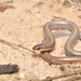 Sedgelands Worm-Lizard - Photo (c) Bryce van der Heide, some rights reserved (CC BY-NC), uploaded by Bryce van der Heide