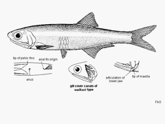 Slough Anchovy photo 3