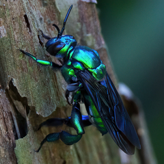 Emerald Cuckoo-Orchid bee