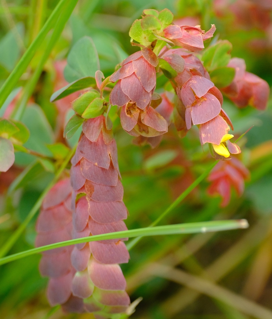 Humularia drepanocephala